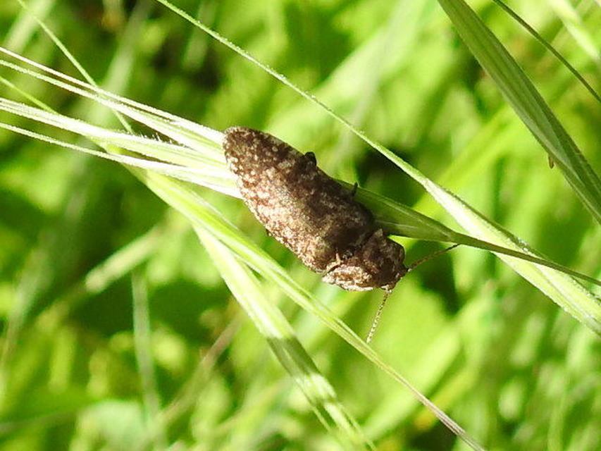 Agrypnus murinus - egérszínű pikkelyespattanó