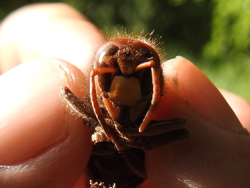 Vespa crabro - lódarázs