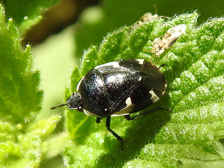 Tritomegas sexmaculatus - hatfoltos földipoloska