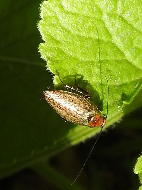 Ectobius erythronotus - sárgatorú erdeicsótány
