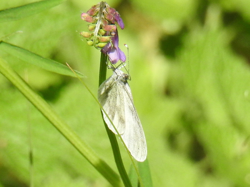 Leptidea sinapis/juvernica