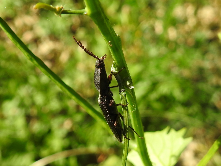Neopristilophus insitivus - lapos pattanó