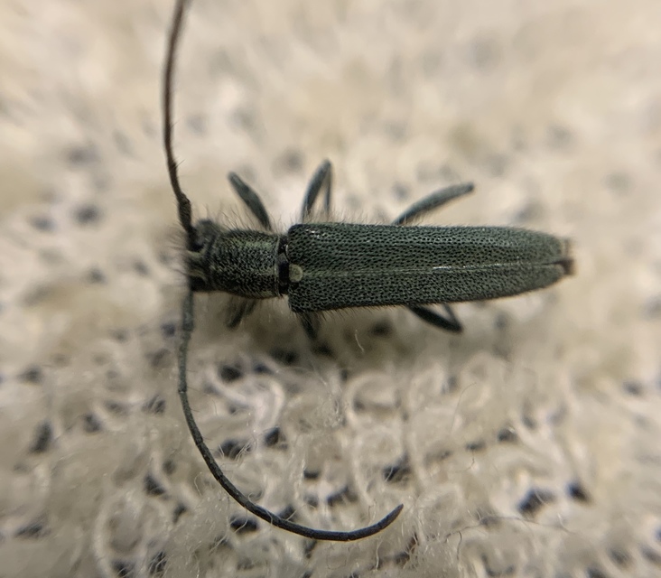 Phytoecia coerulescens - kígyósziszcincér