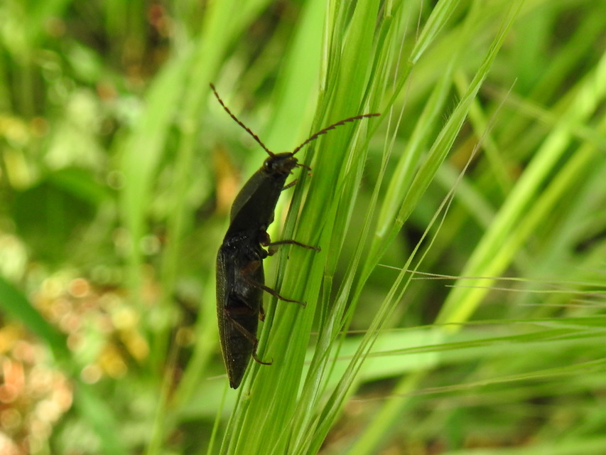 Neopristilophus insitivus - lapos pattanó