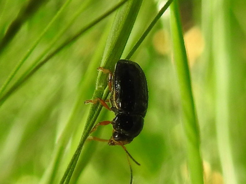 Cryptocephalus bameuli/flavipes