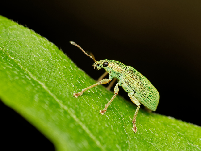 Polydrusus formosus - selymes lombormányos
