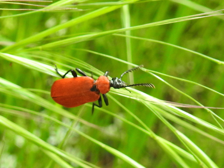 Pyrochroa coccinea - nagy bíborbogár