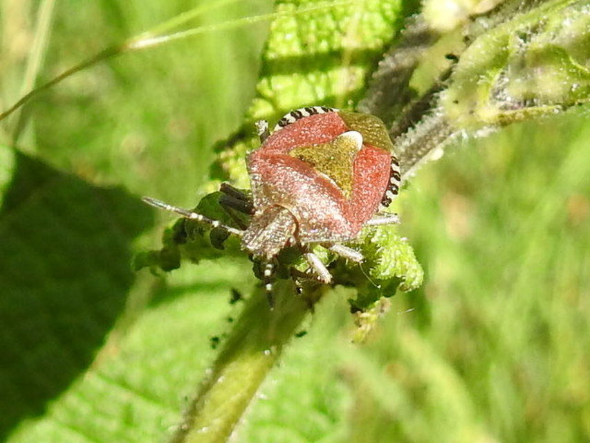 Dolycoris baccarum - közönséges bogyómászó-poloska Dolycoris baccarum - közönséges bogyómászó-poloska