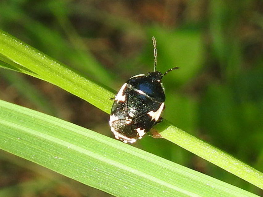 Tritomegas sexmaculatus - hatfoltos földipoloska