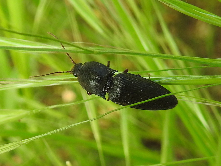 Neopristilophus insitivus - lapos pattanó