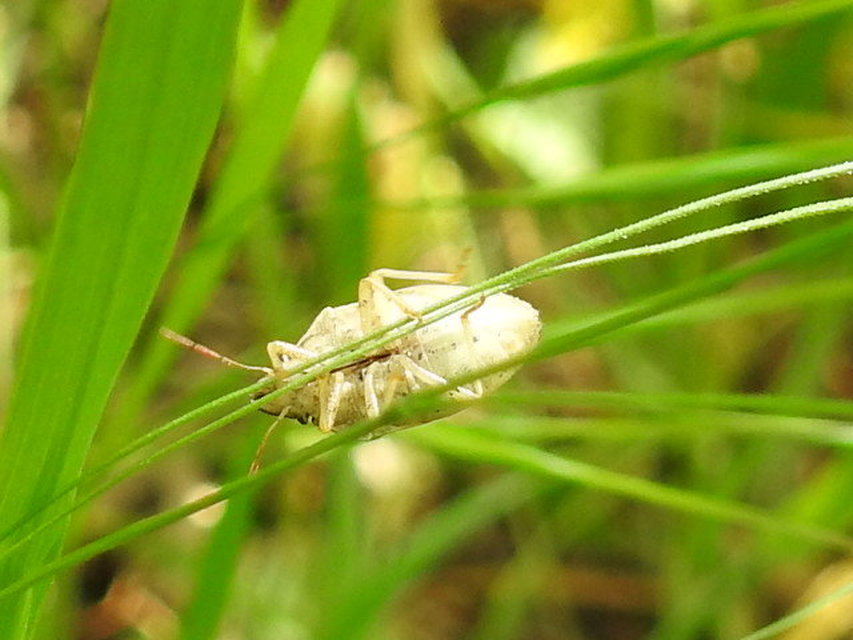 Aelia acuminata - közönséges szipolypoloska Aelia acuminata - közönséges szipolypoloska
