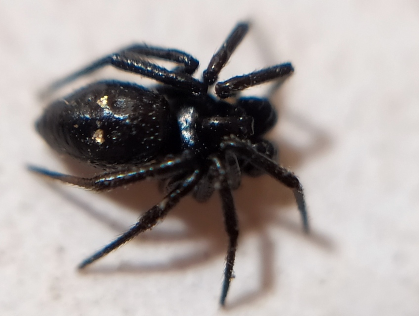 Euryopis saukea