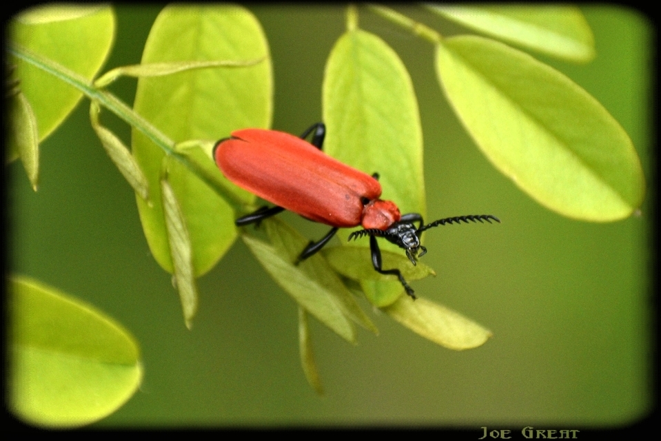Pyrochroa coccinea - nagy bíborbogár