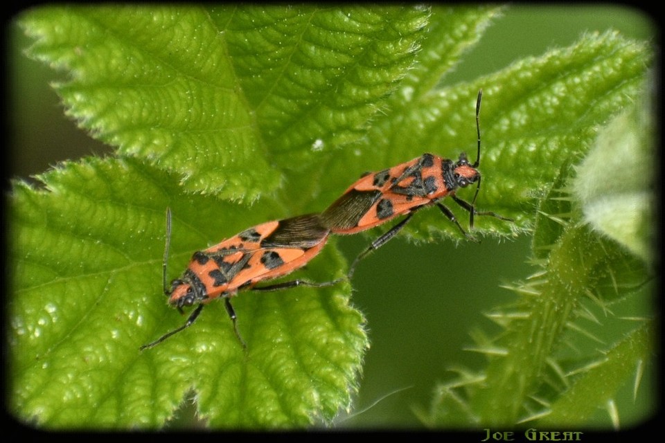 Corizus hyoscyami - piros karimáspoloska