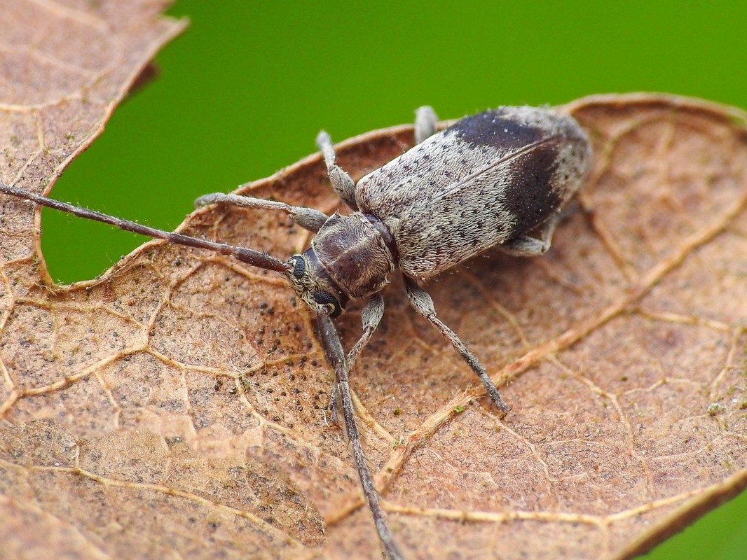 Exocentrus punctipennis - szilfa-rőzsecincér