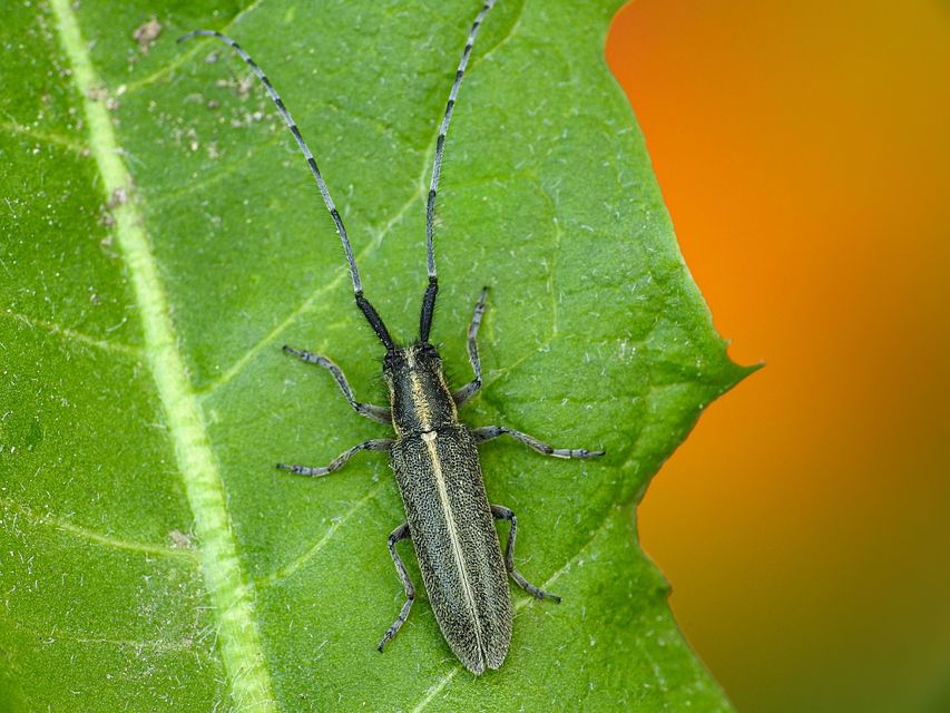 Agapanthia cardui - sávos bogáncscincér