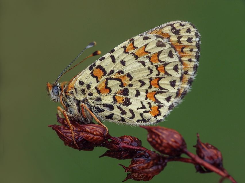 Melitaea trivia - kis tarkalepke