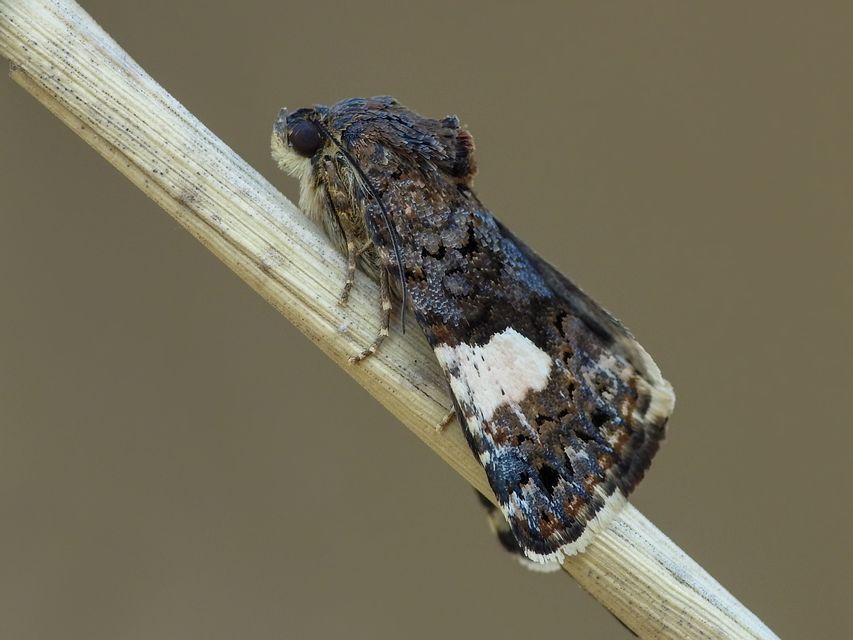 Tyta luctuosa - fekete nappalibagoly