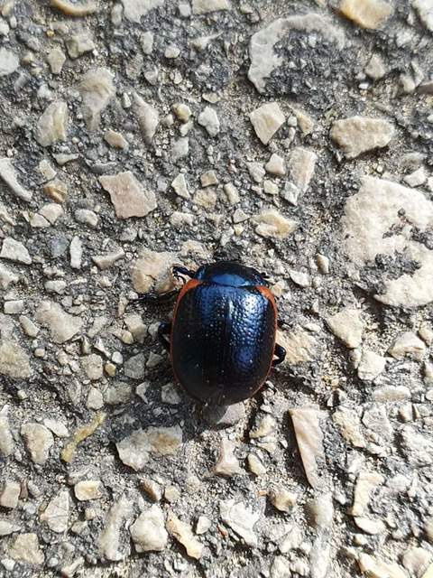 Chrysolina kuesteri - ráncos szegélyeslevelész