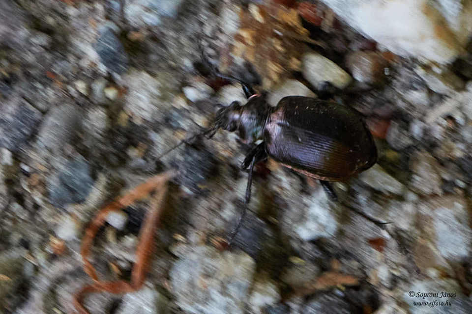 Calosoma inquisitor - kis bábrabló