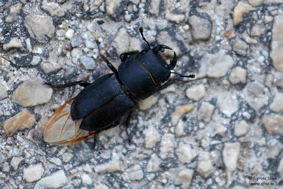Dorcus parallelipipedus - kis szarvasbogár