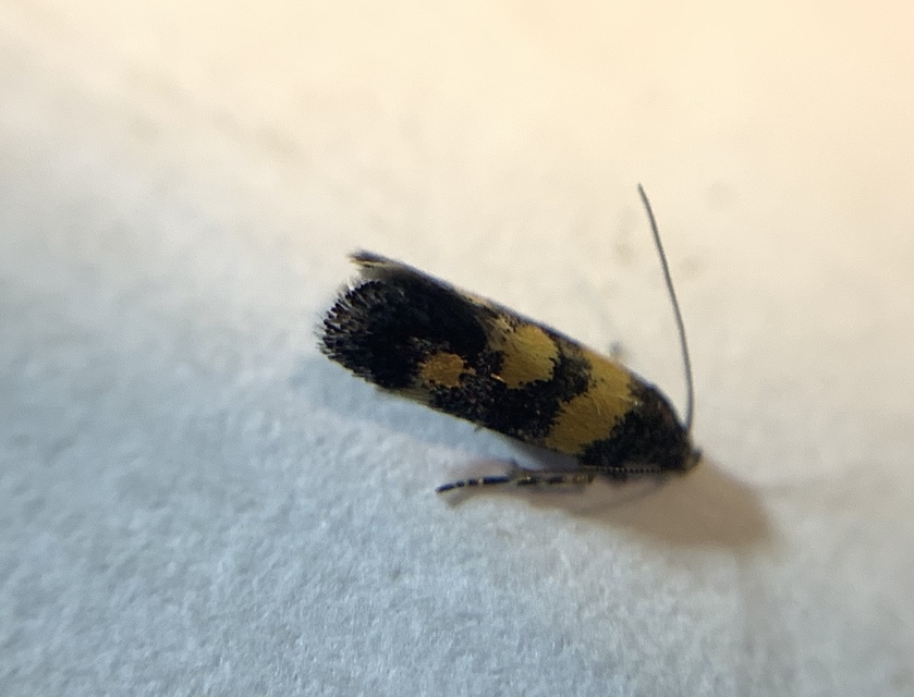 Chrysoesthia sexguttella - aranyfoltos sarlósmoly