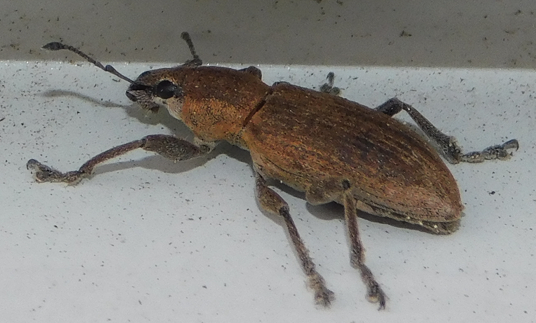 Tanymecus palliatus - közönséges hegyesfarúbarkó