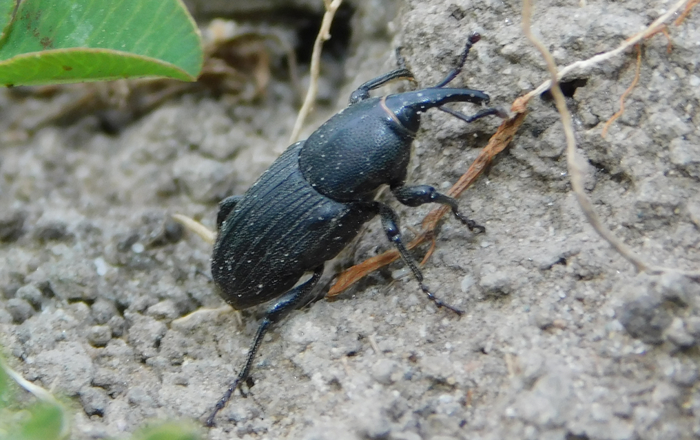 Sphenophorus