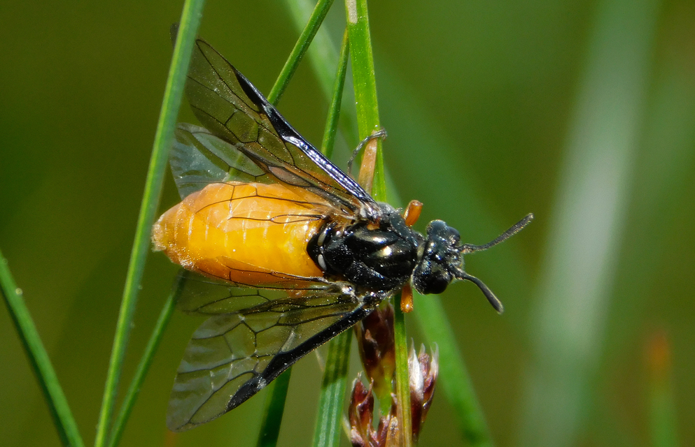 Argidae - botcsápú levéldarazsak