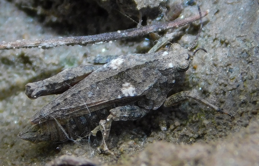 Tetrix tenuicornis - vékonycsápú tövishátúsáska