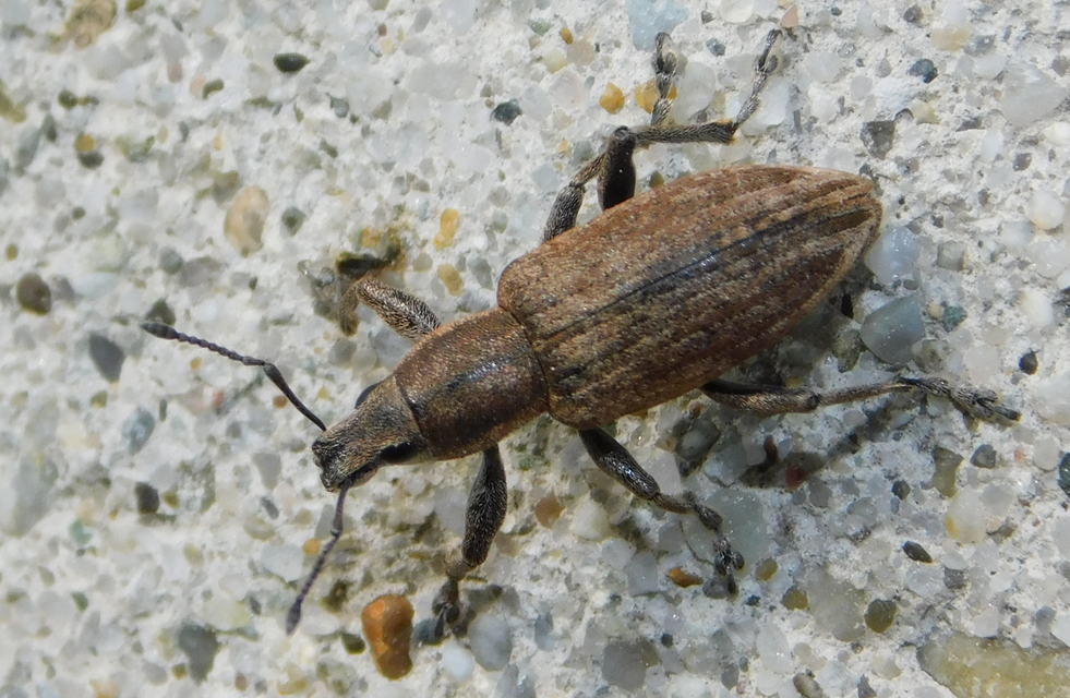 Tanymecus palliatus - közönséges hegyesfarúbarkó