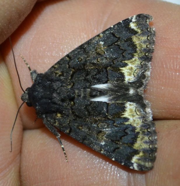 Catephia alchymista - fekete övesbagoly
