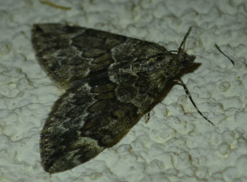 Thera variata/britannica