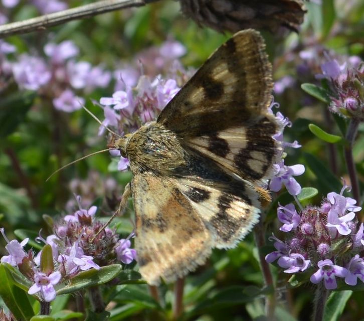 Heliothis adaucta - somkóróbagoly