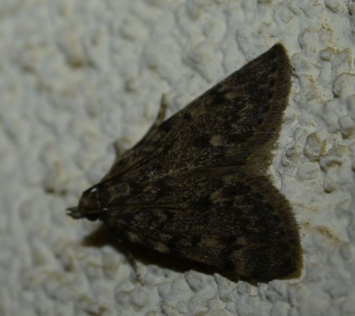 Aglossa pinguinalis - zsiradékmoly