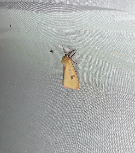 Diacrisia sannio - vörösszélű medvelepke