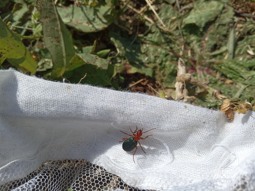 Brachinus