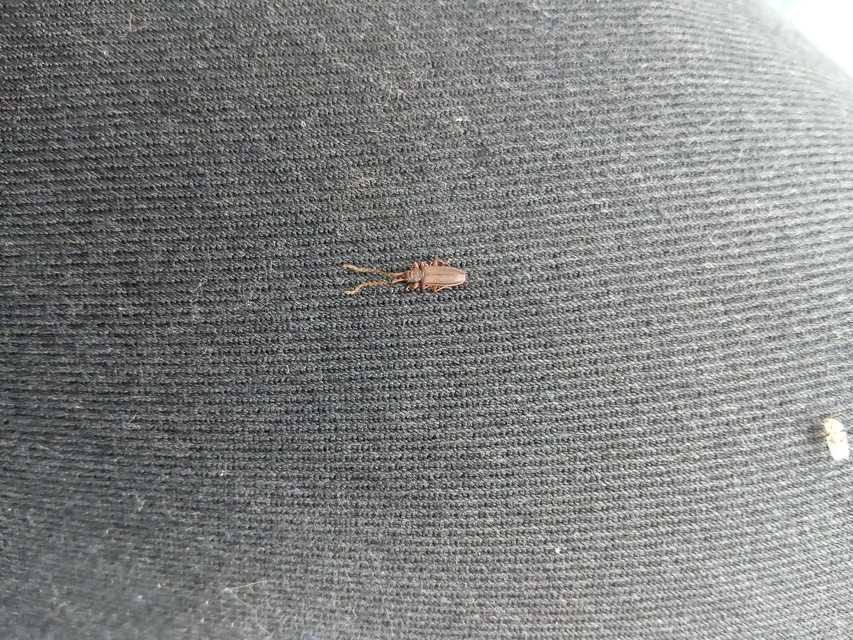 Uleiota planatus - hosszúcsápú fogasnyakú-lapbogár