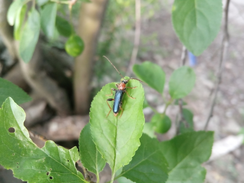 Phymatodes testaceus - változékony korongcincér Phymatodes testaceus - változékony korongcincér