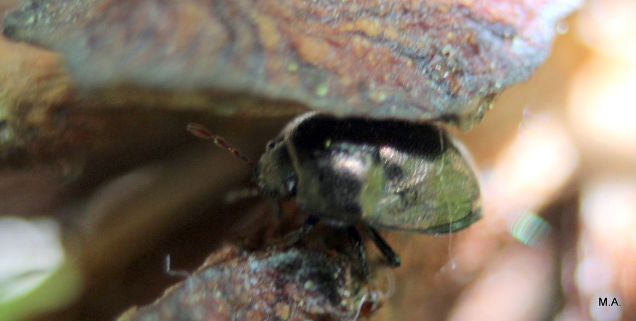 Thyreocoridae - fémes-földipoloskák