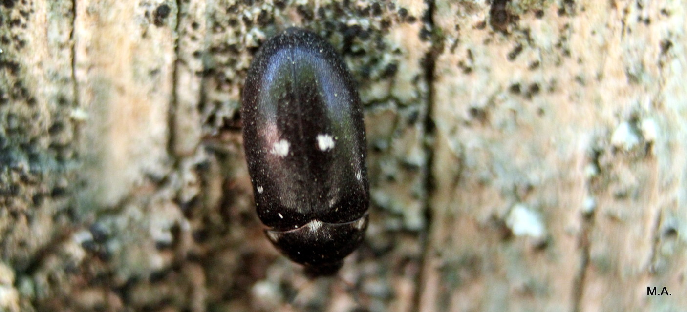 Attagenus pellio - közönséges szűcsbogár