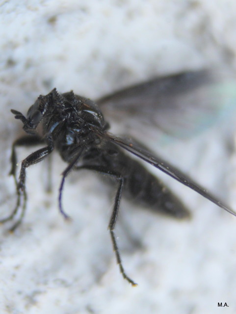 Bibionidae - bársonylegyek