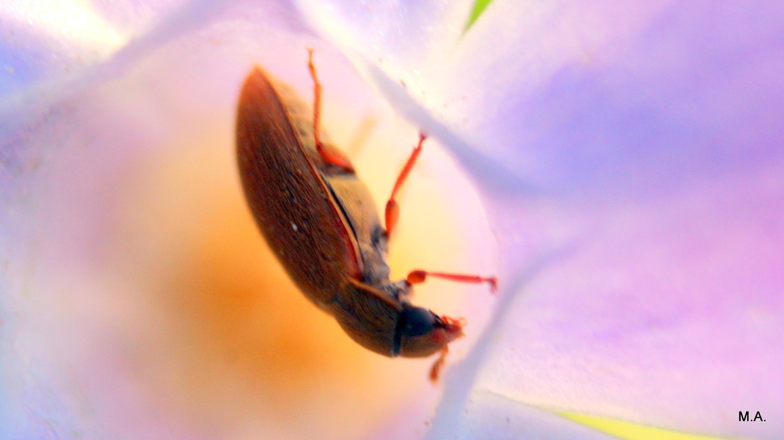 Byturus ochraceus - gyömbérgyökérbogár