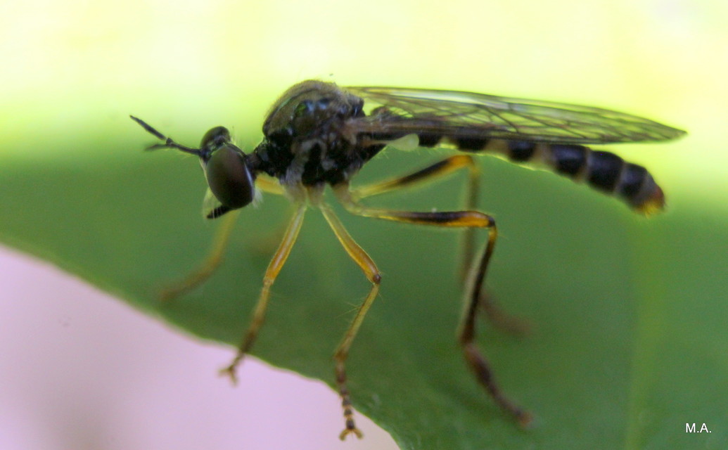 Dioctria linearis - karcsú héjalégy