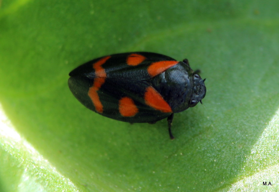 Cercopis