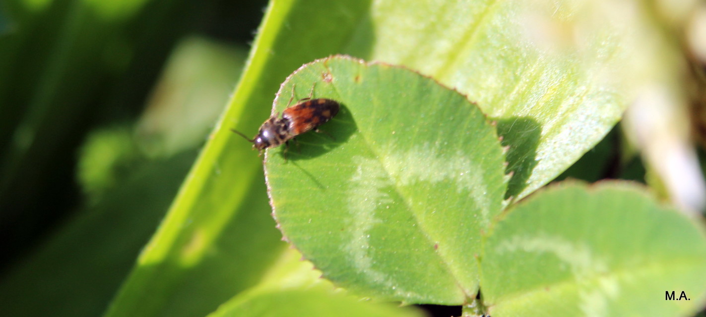 Drasterius bimaculatus - változékony pattanó