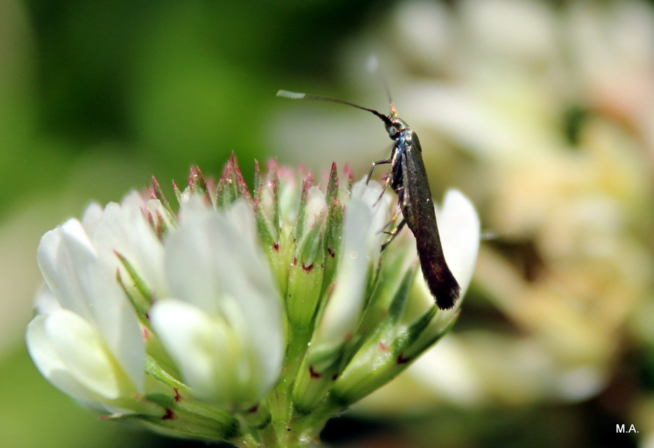 Coleophora