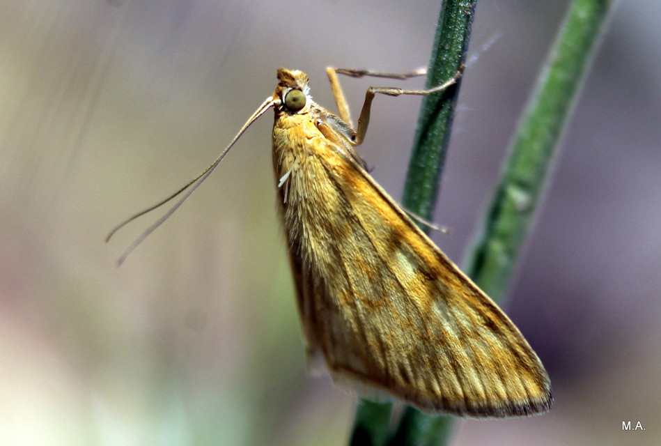 Sitochroa verticalis - világossárga dudvamoly