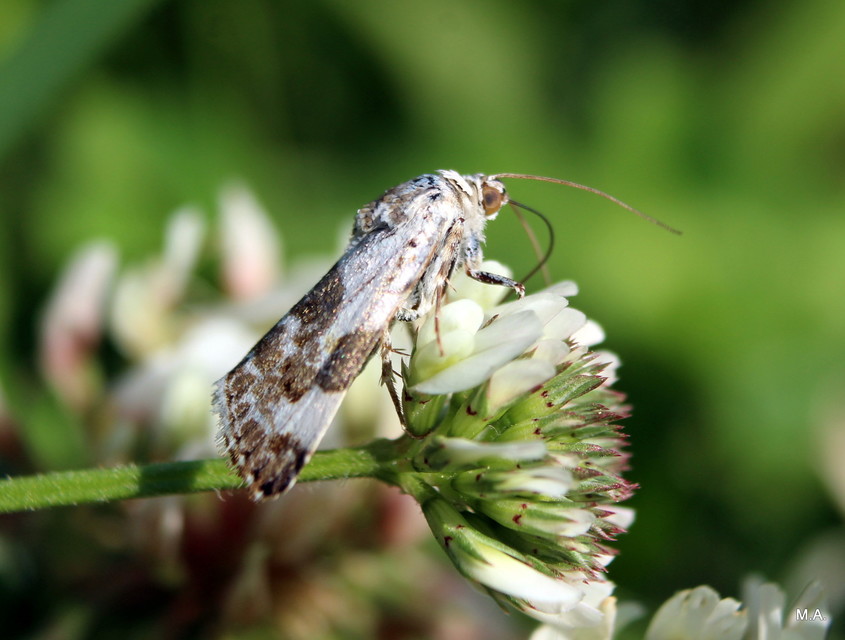 Acontia lucida - fehér nappalibagoly