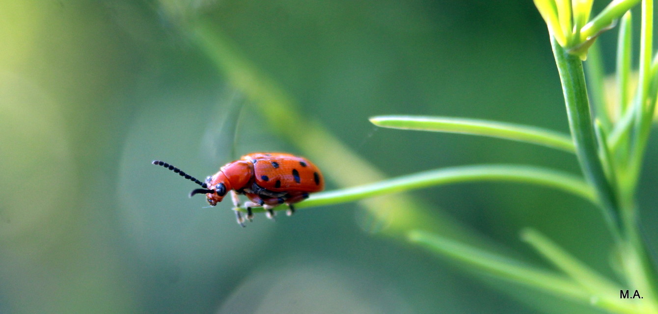 Crioceris duodecimpunctata - tizenkétpontos spárgabogár